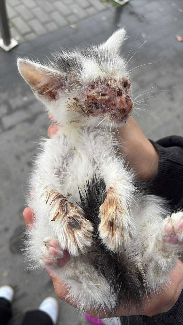 Jak faktycznie wygląda opieka nad bezdomnymi zwierzętami w gminie Dzierzgoń?